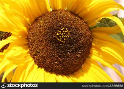 Head-on picture of a sunflower in full bloom