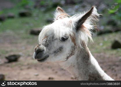 Head portrait of alpaca (Lama pacos)