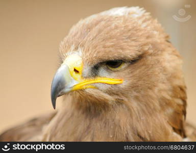 Head portrait oh Golden Eagle.