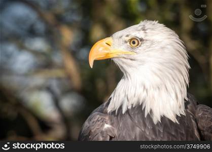 head profile of a north american bald eagle