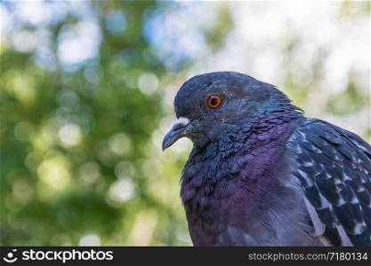 Head rock dove close up on blurred background.
