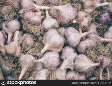 Heads of garlic with roots close up. Low-key lighting