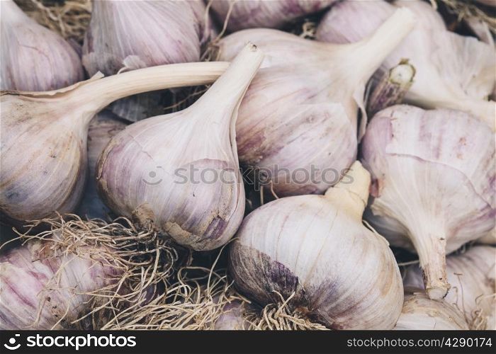 Heads of garlic with roots close up. Low-key lighting