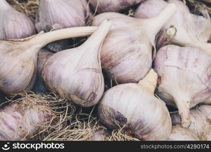 Heads of garlic with roots close up. Low-key lighting