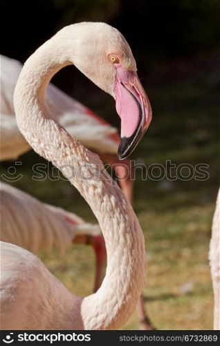 Headshot of a beautiful white flamingo