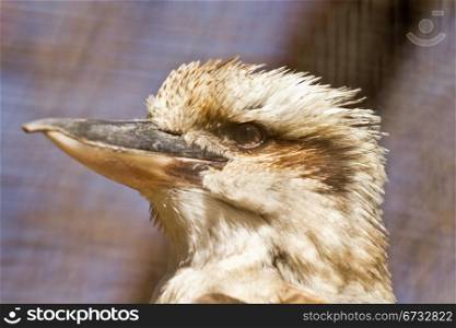 Headshot of a Laughing Kookaburra, a famous Australian bird which make laughter like sounds