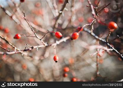 Healing autumnal dog-rose red fruits