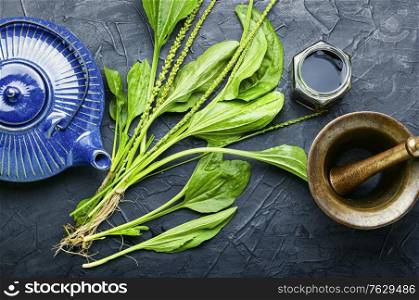 Healing herbal tea from plantain.Teapot with medicinal herbal tea.Herbal medicine. Plantain in herbal medicine