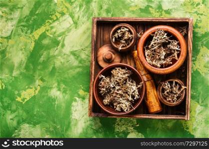 Healing herbs.Icelandic moss in herbal medicine.Natural medicine, herbs. Dried Icelandic medicinal moss