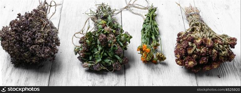 Healing medicinal plants. Dried healing plants on wooden background for recipes