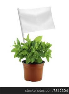 Healthy and organic food concept. Healthy and organic food concept. Fresh mint plant in pot with flag showing the benefits or the price of fruits.