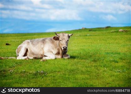 Healthy Beautiful Cow Graze on the Shore of Lake Baikal in a Beautiful Sunny Summer Day against the Background of a Wonderful Blue Cloudy Sky