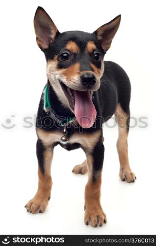 Healthy black brown dog standing on white background