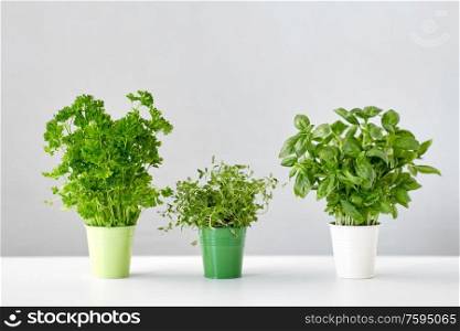 healthy eating, gardening and herbs concept - green parsley, basil and thyme in pots on table. fresh parsley, basil and thyme herbs in pots