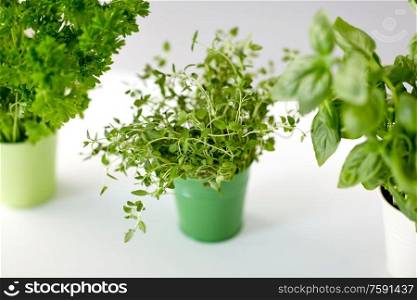 healthy eating, gardening and herbs concept - green thyme, parsley and basil in pots on table. fresh parsley, basil and thyme herbs in pots