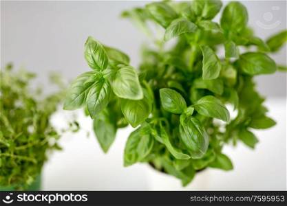 healthy eating, gardening and organic concept - close up of green basil herb. close up of green basil herb