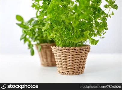 healthy eating, gardening and organic concept - close up of green parsley herb in wicker basket. close up of parsley herb in wicker basket