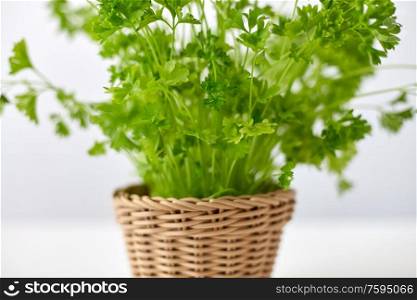 healthy eating, gardening and organic concept - close up of green parsley herb in wicker basket. close up of parsley herb in wicker basket