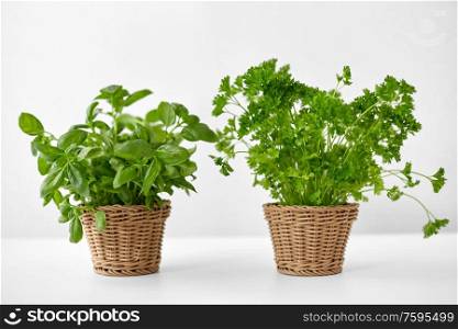 healthy eating, gardening and organic concept - green basil and parsley herbs in wicker baskets on table. basil and parsley herbs in wicker baskets on table