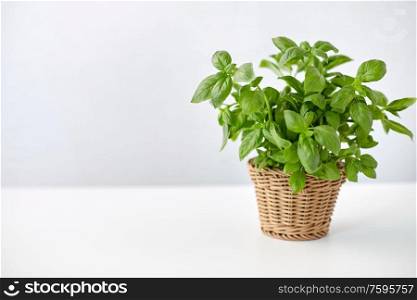 healthy eating, gardening and organic concept - green basil herb in wicker basket on table. green basil herb in wicker basket on table