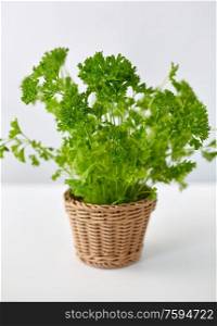 healthy eating, gardening and organic concept - green parsley herb in wicker basket on table. green parsley herb in wicker basket on table