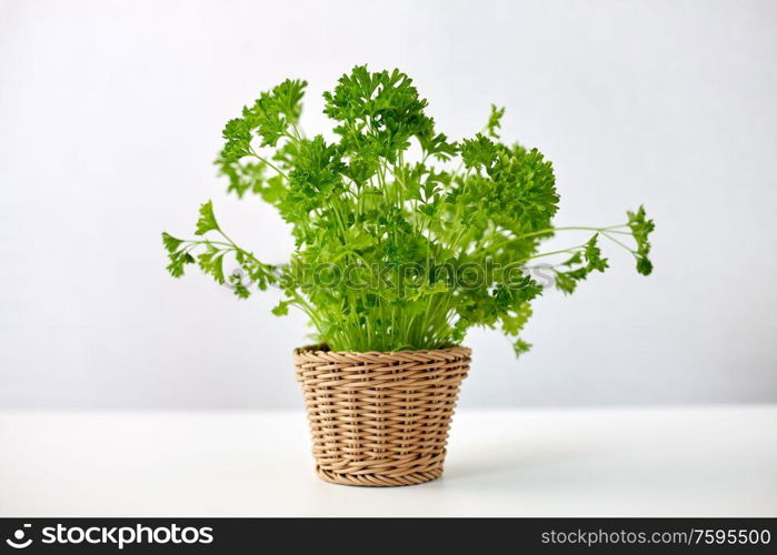 healthy eating, gardening and organic concept - green parsley herb in wicker basket on table. green parsley herb in wicker basket on table