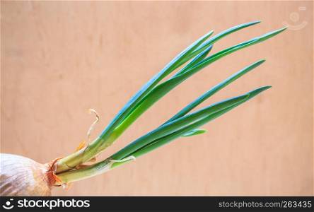 Healthy edible plant. Onion bulb with chives fresh sprout, vegetable food new green burgeons grow in home.
