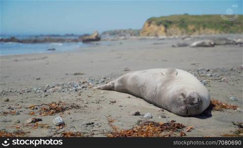 Healthy elephant seal sleeps on the beach near San Simeon California