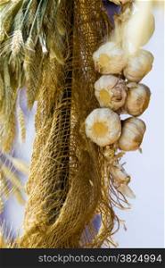 Healthy food alternative medicine. String of garlic hanging outdoor.