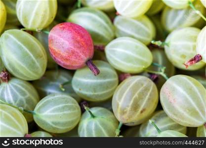 healthy food - background of gooseberry