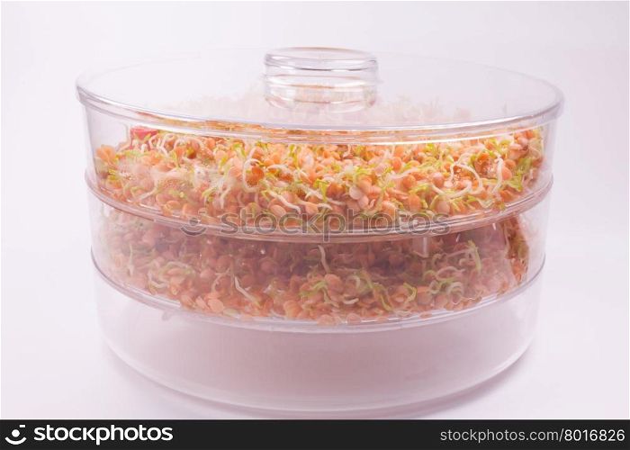 healthy food, home farm with sprouts of red lentils on white