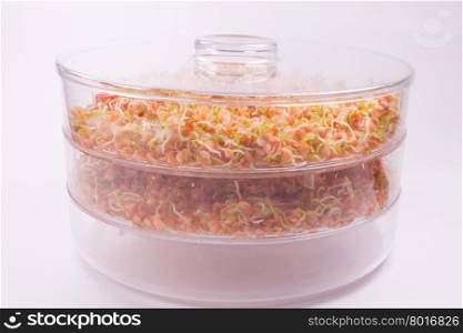 healthy food, home farm with sprouts of red lentils on white