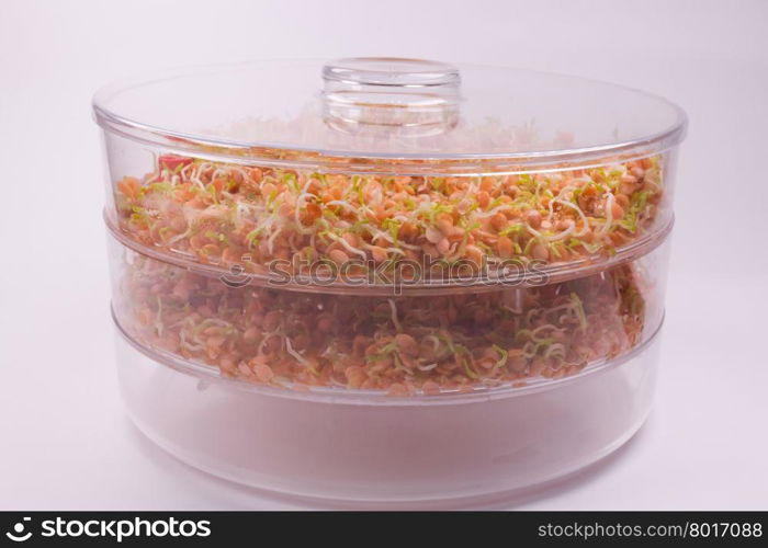 healthy food, home farm with sprouts of red lentils on white