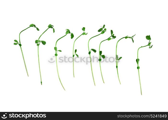 Healthy food.Snow Pea Sprouts isolated on white