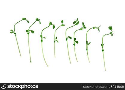 Healthy food.Snow Pea Sprouts isolated on white