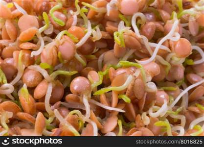 healthy food, sprouts red lentil close-up, macro