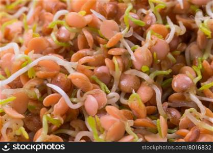 healthy food, sprouts red lentil close-up, macro