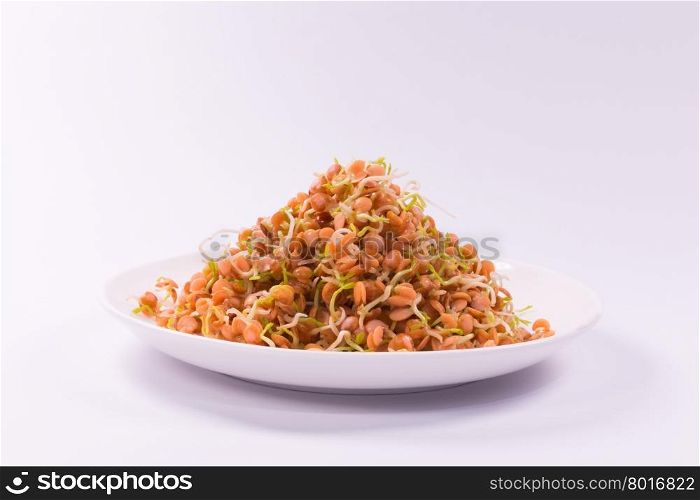 healthy food, sprouts red lentil on white