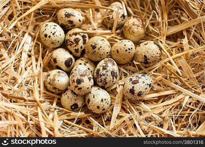 healthy fresh organic quail eggs