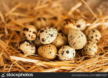 healthy fresh organic quail eggs