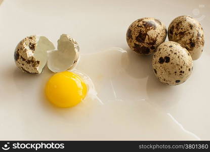 healthy fresh organic quail eggs