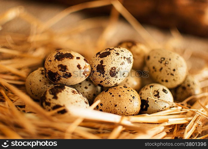 healthy fresh organic quail eggs