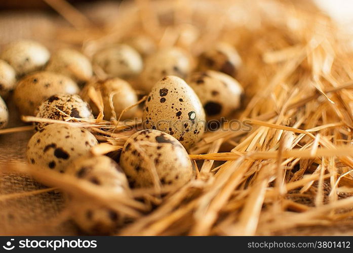 healthy fresh organic quail eggs