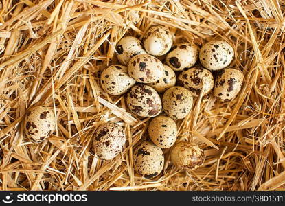 healthy fresh organic quail eggs