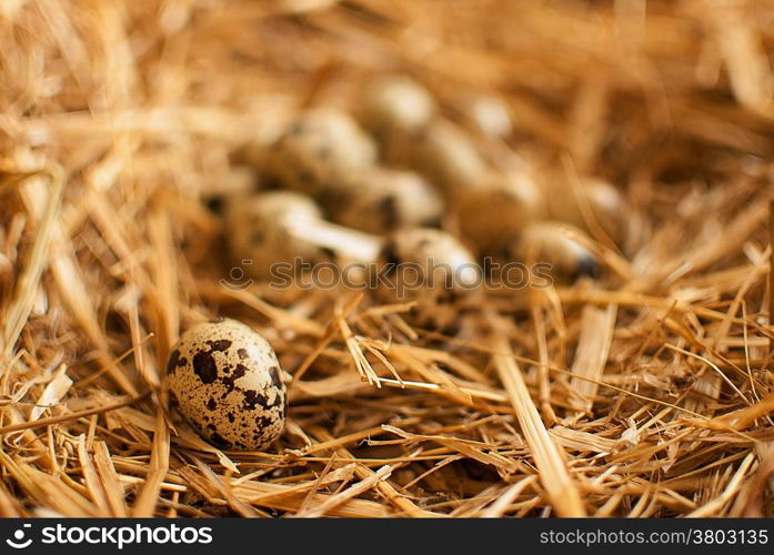 healthy fresh organic quail eggs