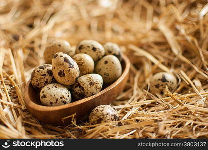 healthy fresh organic quail eggs