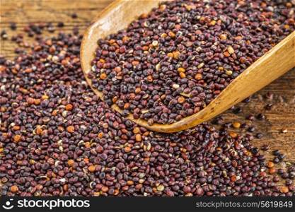 healthy, gluten free, black quinoa grain on a rustic wooden scoop