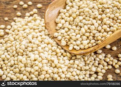 healthy, gluten free, white sorghum grain on a rustic wooden scoop