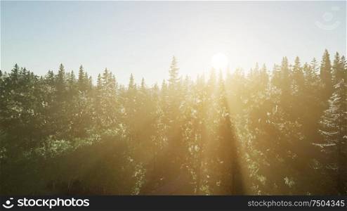 healthy green trees in a forest of old spruce, fir and pine trees in wilderness of a national park. Healthy Green Trees in a Forest