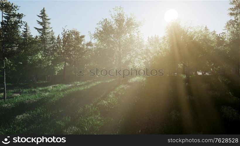 healthy green trees in a forest of old spruce, fir and pine trees in wilderness of a national park. Healthy Green Trees in a Forest